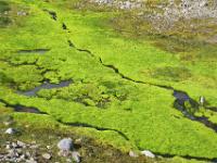 Leuchtender Moosteppich nahe dem Helluskarð Paß